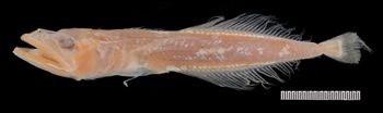 Media type: image;   Ichthyology 26506 Aspect: lateral,description